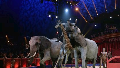 wild animals from circuses
